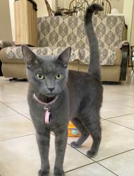 Lost Male Cat last seen Jasper Lane and White, Sandy Glen on green belt, McKinney, TX 75071