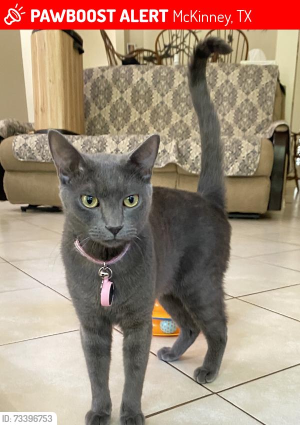 Lost Male Cat last seen Jasper Lane and White, Sandy Glen on green belt, McKinney, TX 75071
