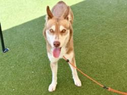 Shelter Stray Female Dog last seen , 11361 W Pico Blvd, Los Angeles, CA 90064, USA