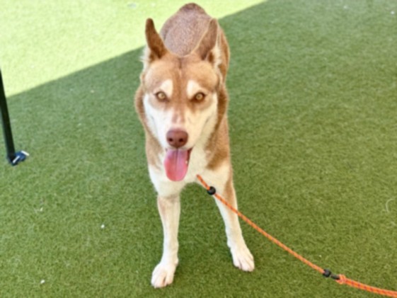 Shelter Stray Female Dog last seen , 11361 W Pico Blvd, Los Angeles, CA 90064, USA
