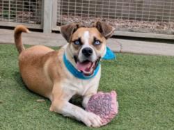 Shelter Stray Male Dog last seen , 957 N Gaffey St, San Pedro, CA 90731, USA