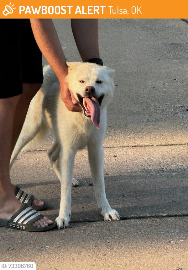 Found/Stray Female Dog last seen 91st and Yale, Tulsa, OK 74137