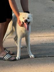 Found/Stray Female Dog last seen 91st and Yale, Tulsa, OK 74137