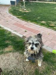 Reunited Male Dog last seen 48th St and Southern A, Phoenix, AZ 85042