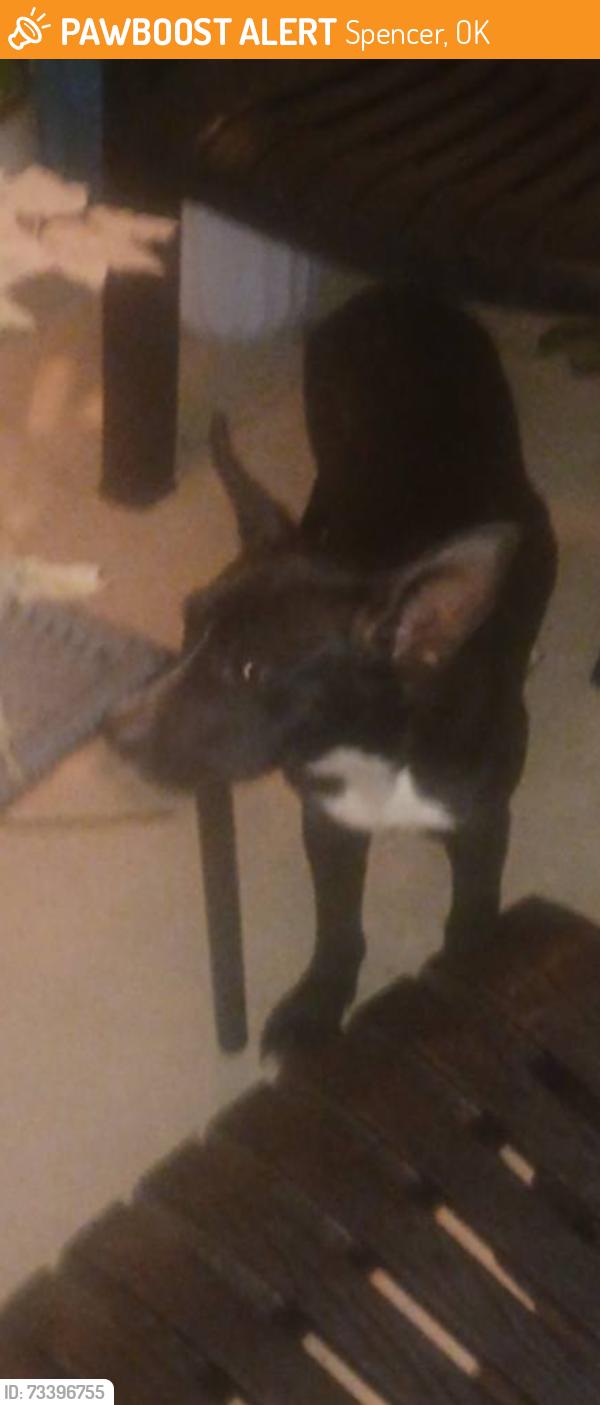Found/Stray Male Dog last seen Near and Douglas, Spencer, OK 73084