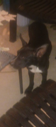 Found/Stray Male Dog last seen Near and Douglas, Spencer, OK 73084