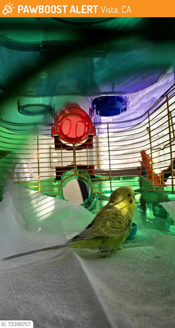 Found/Stray Unknown Bird last seen Parking lot at Vista Academy of Performing Arts, Vista, CA 92083