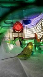 Found/Stray Unknown Bird last seen Parking lot at Vista Academy of Performing Arts, Vista, CA 92083
