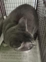 Shelter Stray Female Cat last seen , 1850 W 60th St, Los Angeles, CA 90047, USA