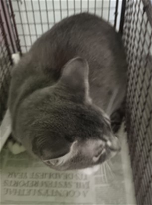 Shelter Stray Female Cat last seen , 1850 W 60th St, Los Angeles, CA 90047, USA