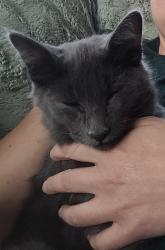 Found/Stray Male Cat last seen 27th and Pillsbury, Minneapolis, MN 55404