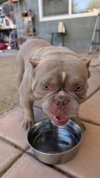 Found/Stray Male Dog last seen 21st Avenue and 55th Street, Sacramento, CA 95820