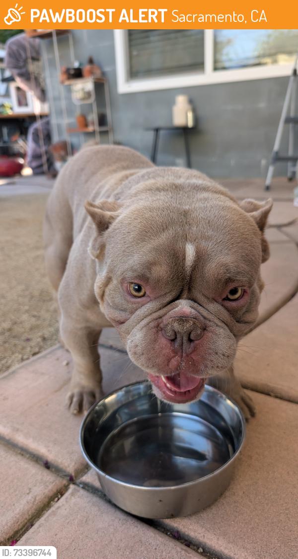 Found/Stray Male Dog last seen 21st Avenue and 55th Street, Sacramento, CA 95820