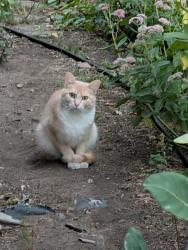 Found/Stray Unknown Cat last seen 72nd Street and Cornelia Drive, Edina, MN 55435