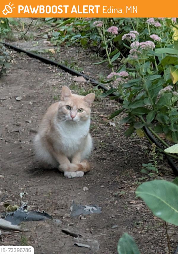 Found/Stray Unknown Cat last seen 72nd Street and Cornelia Drive, Edina, MN 55435