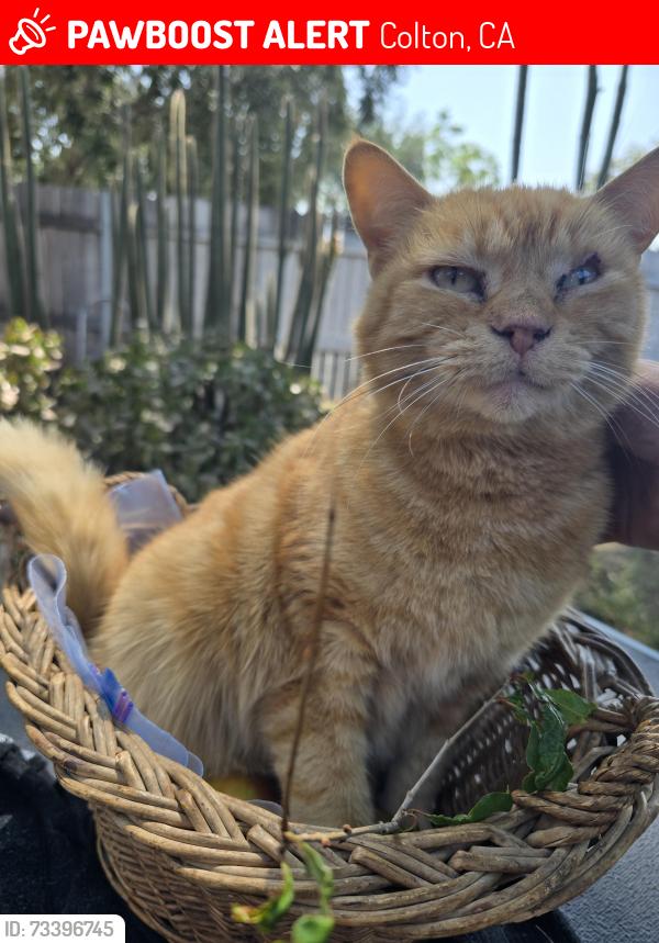 Lost Female Cat last seen C & 10th crossroads, Colton, CA 92324