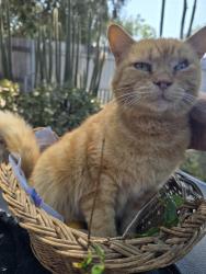 Lost Female Cat last seen C & 10th crossroads, Colton, CA 92324