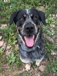 Shelter Stray Male Dog last seen ST CHARLES CO, 4850 Mid Rivers Mall Dr, St Peters, MO 63376, USA