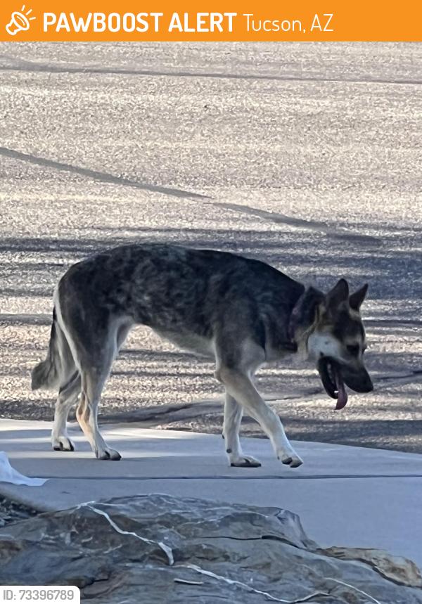 Found/Stray Female Dog last seen Saginaw hill drive and Don Miguel, Tucson, AZ 85746
