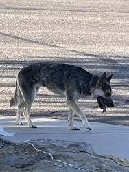 Found/Stray Female Dog last seen Saginaw hill drive and Don Miguel, Tucson, AZ 85746