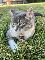 Lost Female Cat last seen Ustick and Locust Grove, Meridian, ID 83646