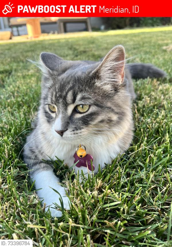 Lost Female Cat last seen Ustick and Locust Grove, Meridian, ID 83646