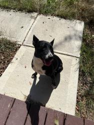 Found/Stray Female Dog last seen Wings plus, Macon, GA 31206