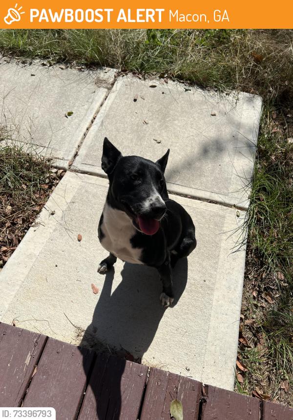 Found/Stray Female Dog last seen Wings plus, Macon, GA 31206