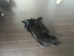 Lost Male Cat last seen Heart lake, Brampton, ON L6Z 1Y1