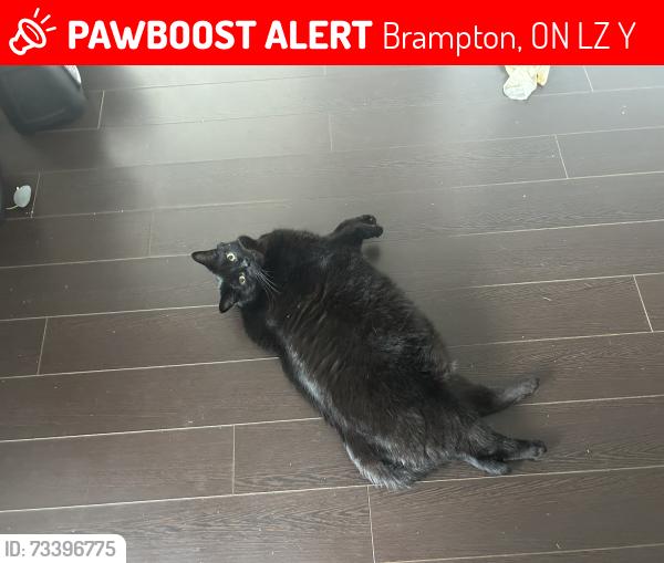 Lost Male Cat last seen Heart lake, Brampton, ON L6Z 1Y1