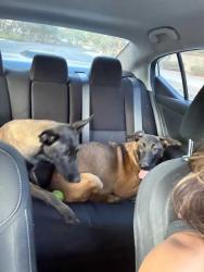 Found/Stray Male Dog last seen rampart, Las Vegas, NV 89128