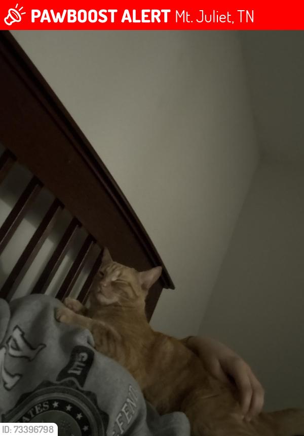 Lost Female Cat last seen Missing at the Glass Creek Apt, Mt. Juliet, TN 37122