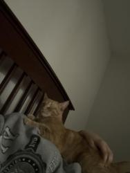 Lost Female Cat last seen Missing at the Glass Creek Apt, Mt. Juliet, TN 37122
