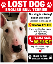 Lost Female Dog last seen Near and 172 ave, Homestead, FL 33030