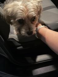 Reunited Unknown Dog last seen Quail Ridge and Pheasant Court Melbourne Fl, Melbourne, FL 32935