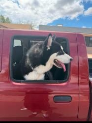 Reunited Male Dog last seen 38th Street & Greenway Rd, Phoenix, AZ 85032
