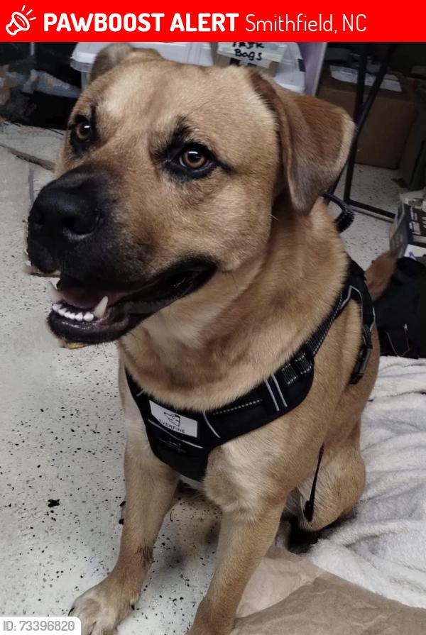 Lost Male Dog last seen Yelverton grove rd, Smithfield, NC 27577