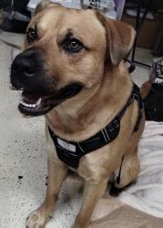 Lost Male Dog last seen Yelverton grove rd, Smithfield, NC 27577
