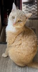Lost Male Cat last seen Seminole/Cheyenne/West/Farrell, De Leon Springs, FL 32130