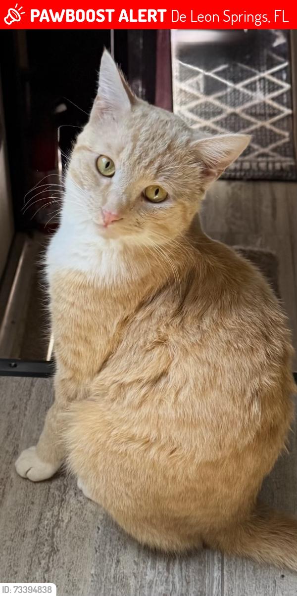 Lost Male Cat last seen Seminole/Cheyenne/West/Farrell, De Leon Springs, FL 32130