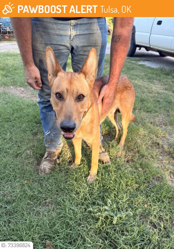 Found/Stray Male Dog last seen 129th and Garnett, Tulsa, OK 74116