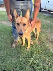 Found/Stray Male Dog last seen 129th and Garnett, Tulsa, OK 74116