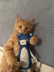 Reunited Male Cat last seen College terraces, Los Gatos, CA 95030