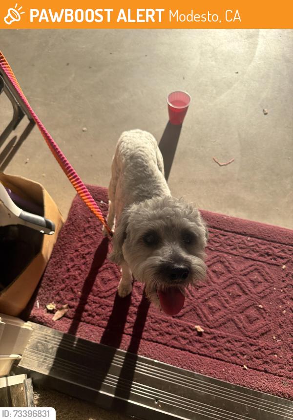Found/Stray Male Dog last seen Roselle, Modesto, CA 95355