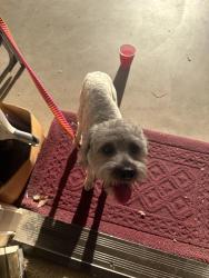 Found/Stray Male Dog last seen Roselle, Modesto, CA 95355