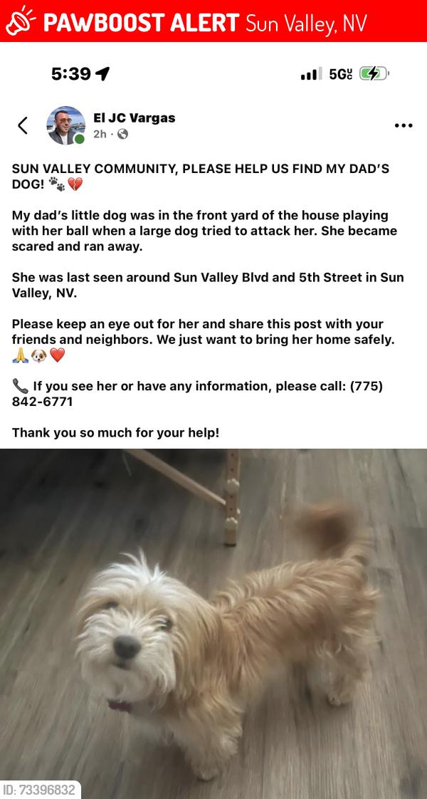 Lost Female Dog last seen Sun valley blvd and 5th Street, Sun Valley, NV 89433