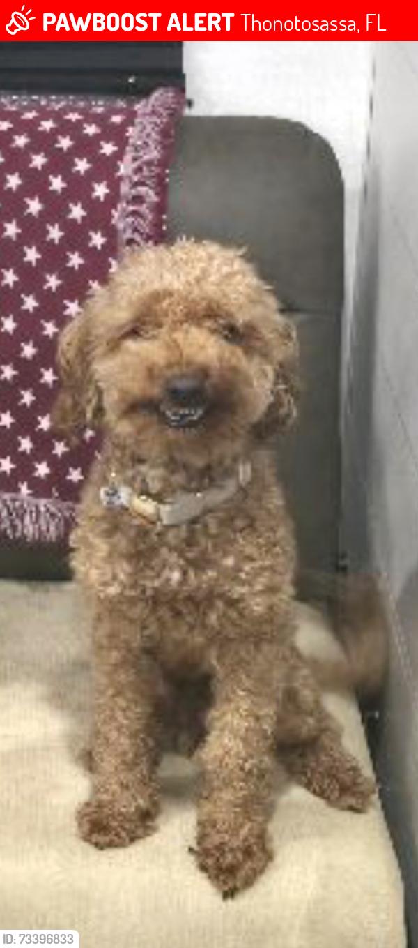 Lost Male Dog last seen Walker Road, Thonotosassa, FL 33592