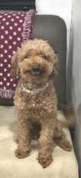 Lost Male Dog last seen Walker Road, Thonotosassa, FL 33592