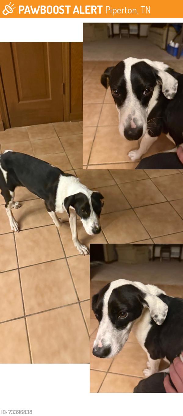 Found/Stray Female Dog last seen Poplar ave, Collierville, TN 38017