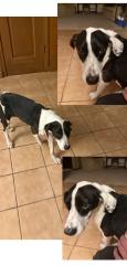 Found/Stray Female Dog last seen Poplar ave, Collierville, TN 38017